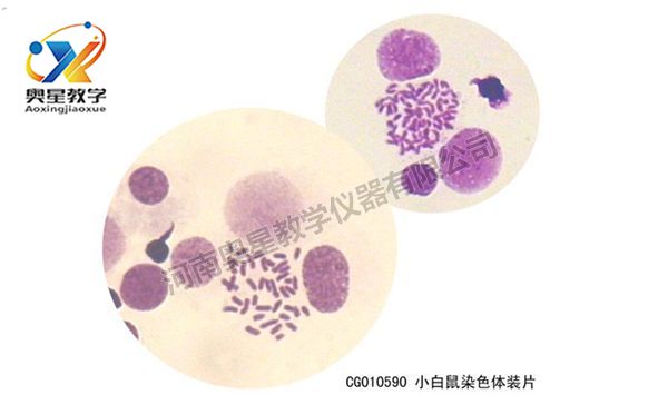 小白鼠染色體