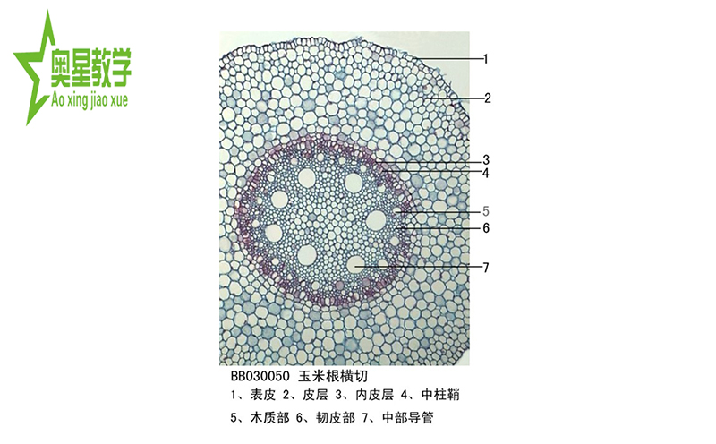 生物切片的制作步驟
