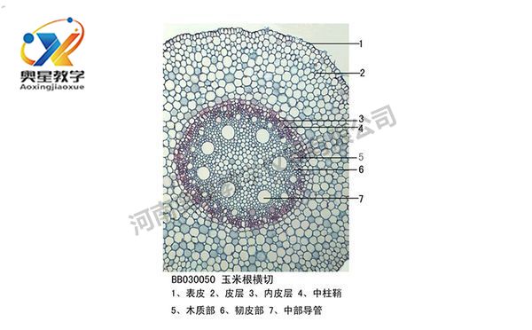 生物切片標本類型知多少？