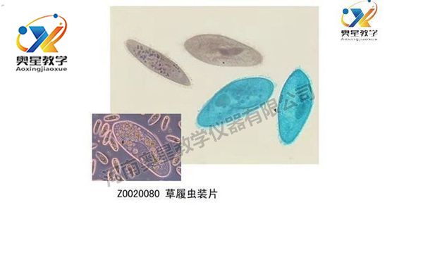 動物學(xué)切片