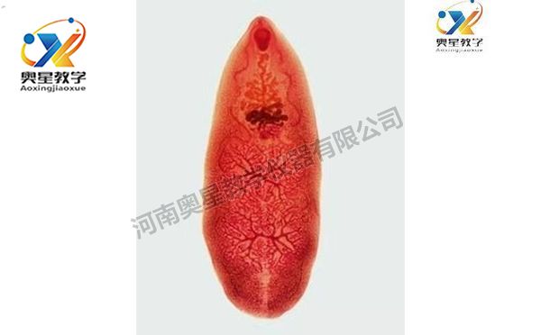 姜片蟲裝片，寄生蟲學(xué)切片