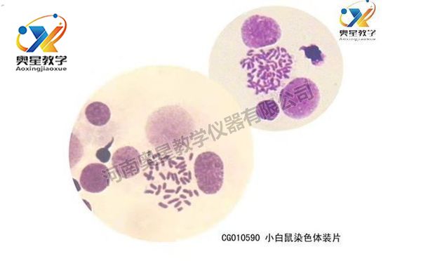 遺傳學(xué)切片