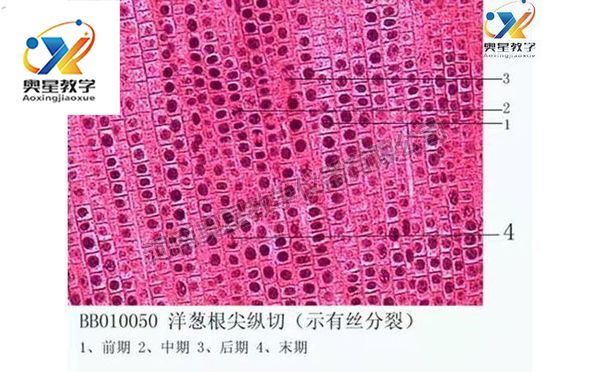 植物學(xué)切片