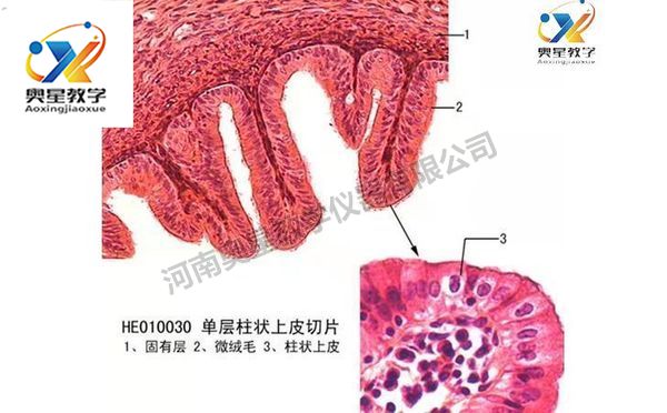 組織與胚胎學(xué)切片