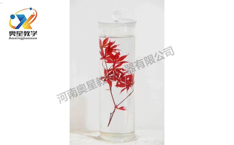 浸漬標(biāo)本