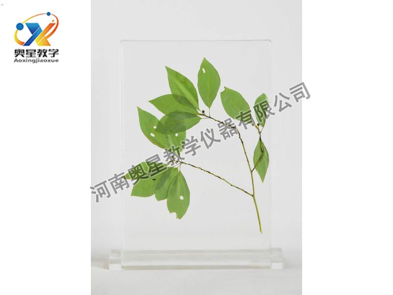 琥珀標(biāo)本