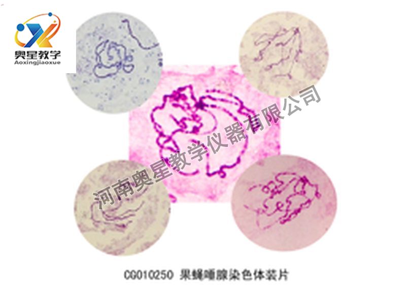 果蠅唾腺染色體