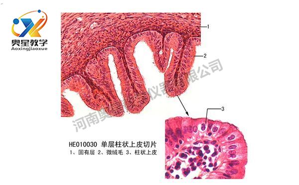 制作生物切片標本7步法