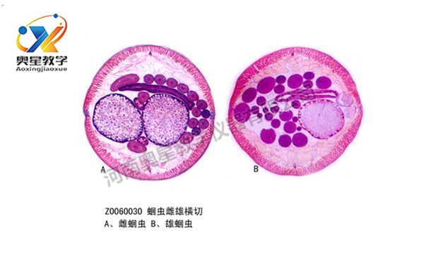 植物學(xué)標(biāo)本廠(chǎng)家：植物病理切片的選材問(wèn)題