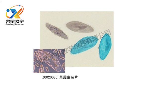 如何制作生物切片觀察標(biāo)本