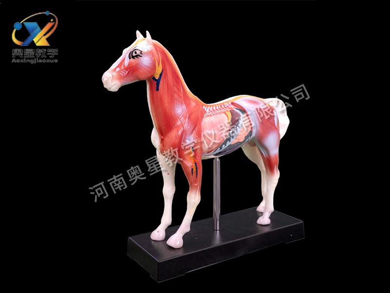 馬體針炙模型