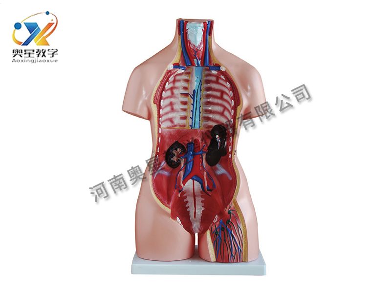 女性軀干模型
